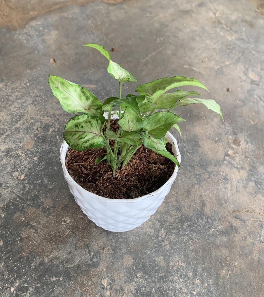 Syngonium Yammi in 4 Inch White Plastic Diamond Pot any colour