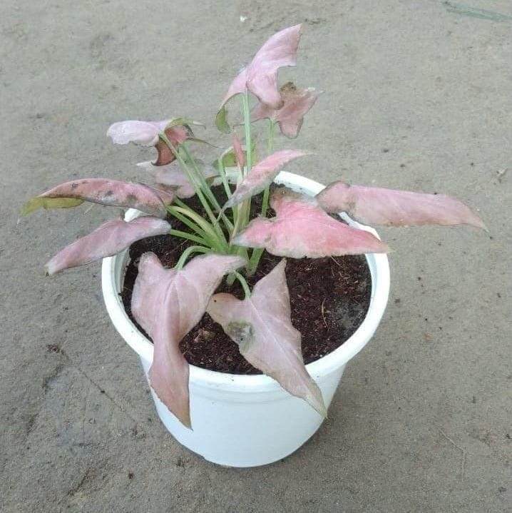 Syngonium Red in 4 Inch White Plastic Pot