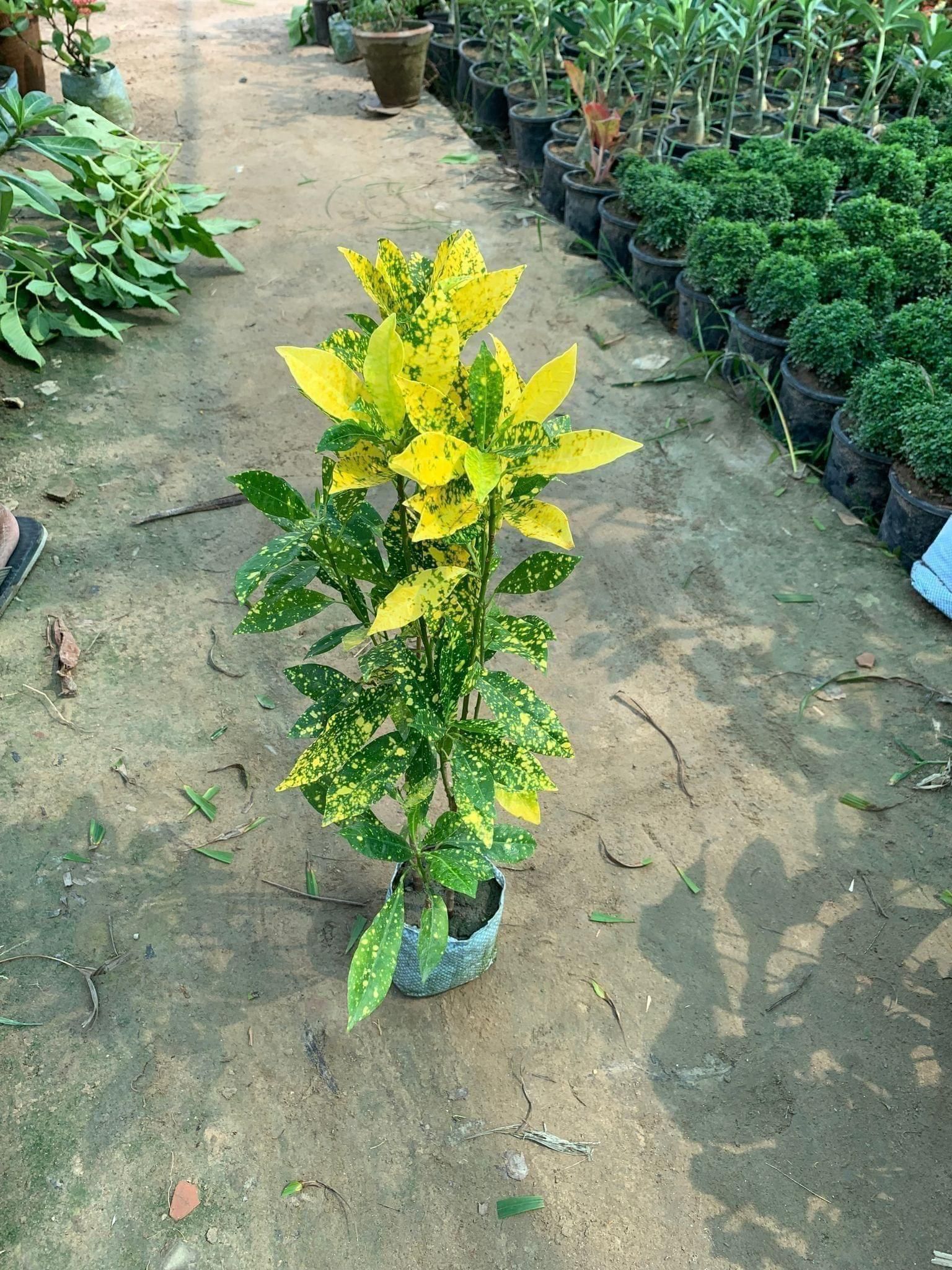 Baby Croton in 5 Inch Nursery Bag