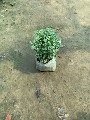 Aralia White Verigated in 5 Inch Nursery Bag