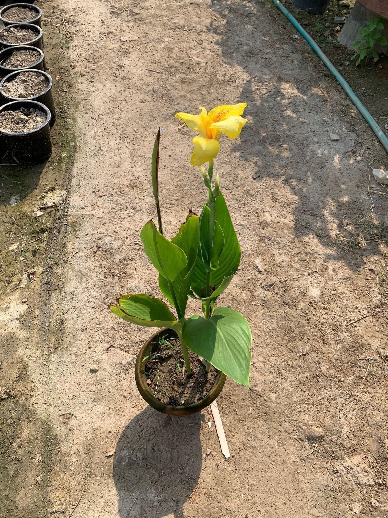 Canna Yellow in 8 Inch Terracotta Pot