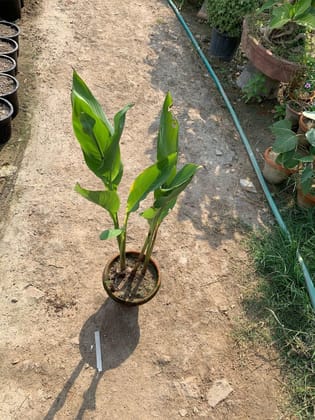 Canna Red in 8 Inch Terracotta Pot