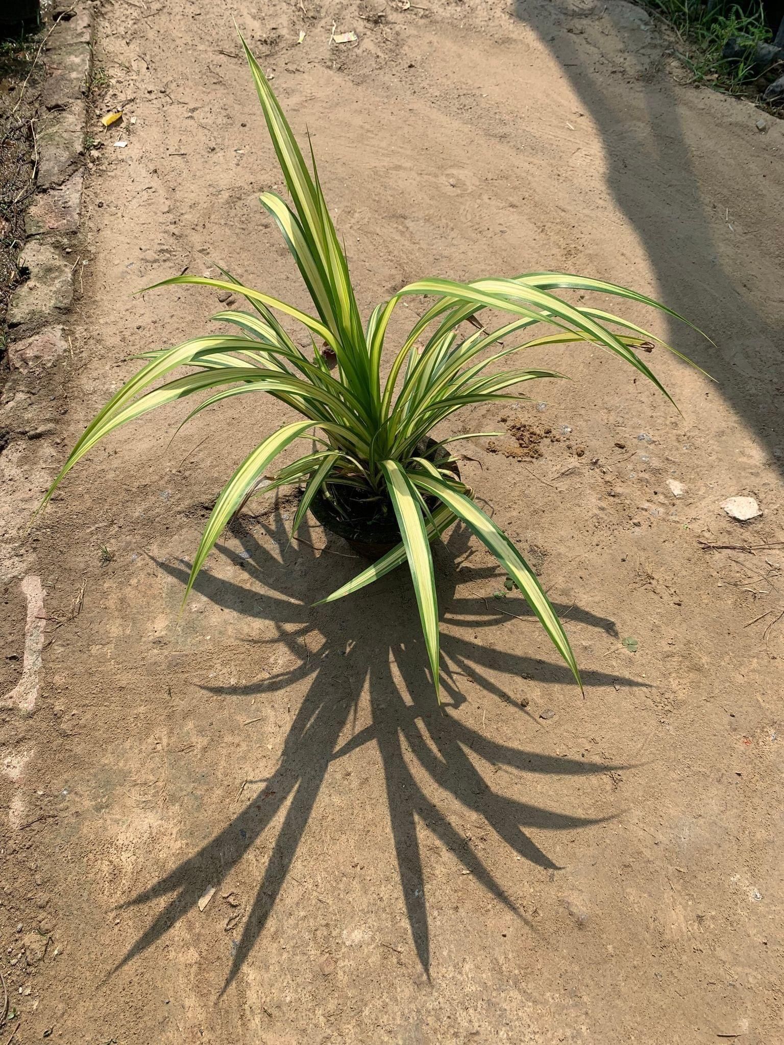 Pandanus in 5 Inch Terracotta Pot