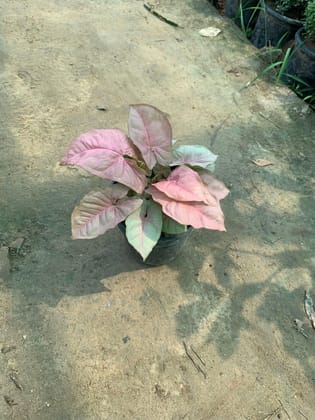 Syngonium Pink in 5.5  Inch Plastic Pot