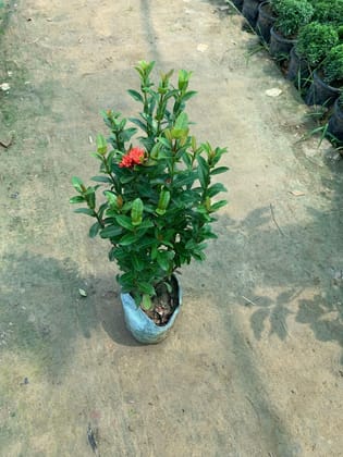 Ixora Miniature (any colour) in 8 Inch Nursery Bag