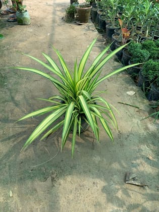 Pandanus in 8 Inch Plastic Pot