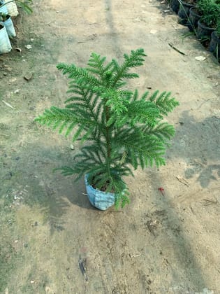 Araucaria / Christmas Tree in 5 Inch Nursery Bag