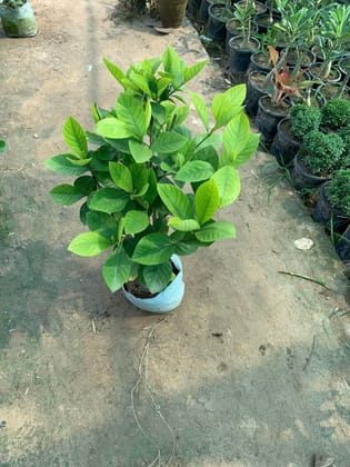 Gardenia / Gandhraaj (any colour) in 8 Inch Nursery Bag