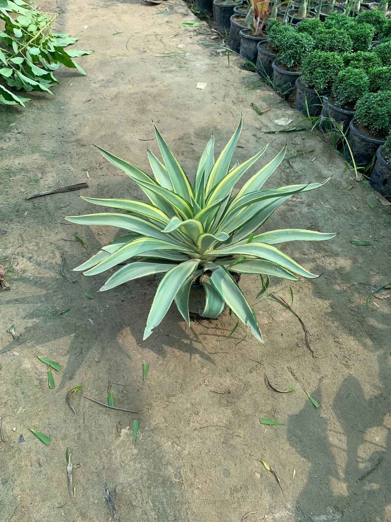 Agave Verigated in 6 Inch Plastic Pot