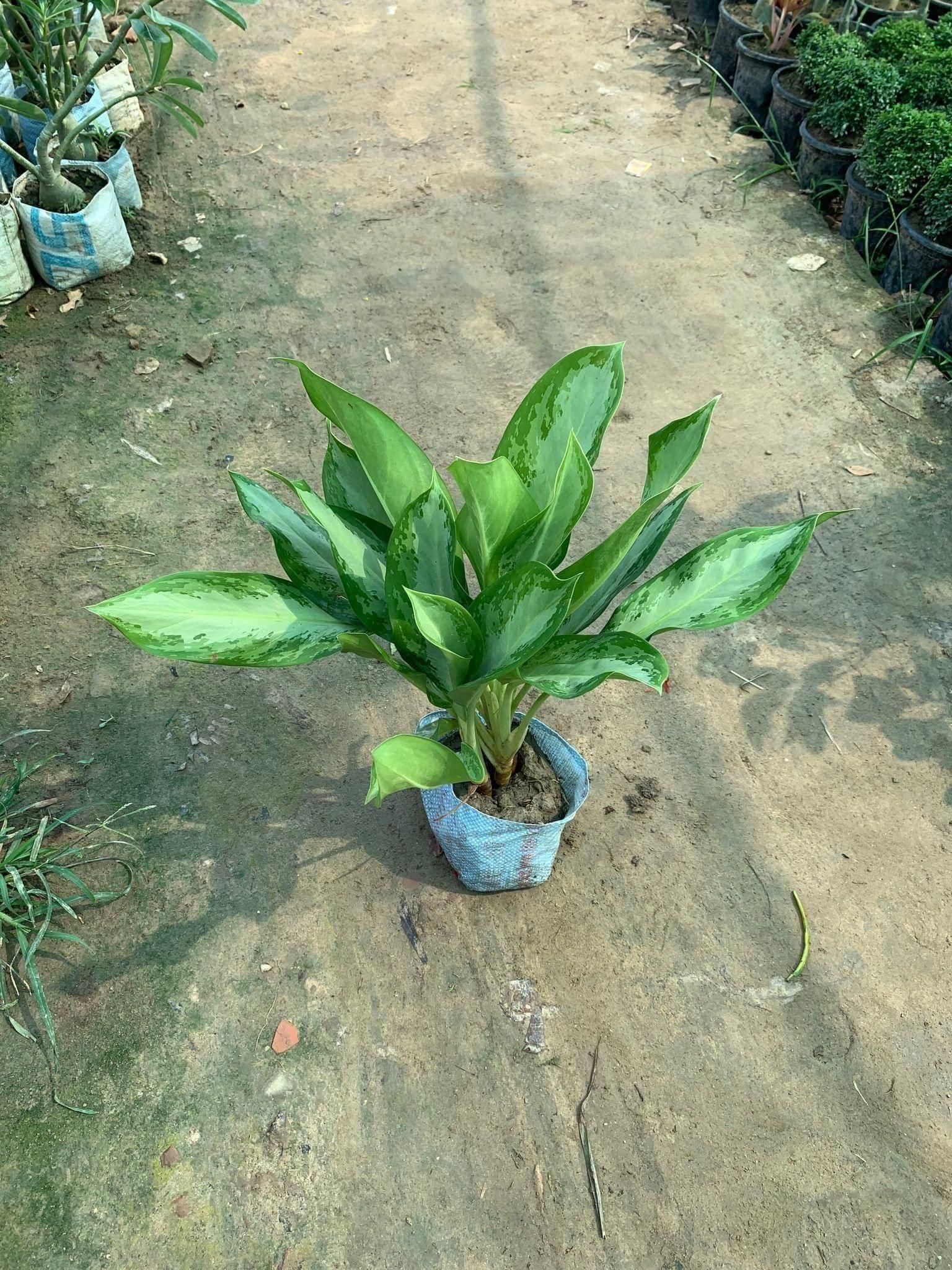 Aglaonema Broad Leaf in 8 Inch Nursery Bag