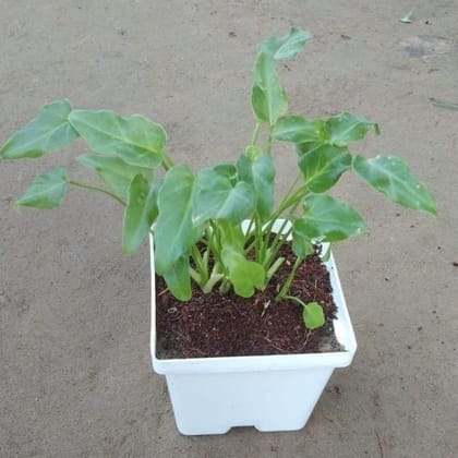 Dwarf Xanadu in 4 Inch Square White Plastic Pot