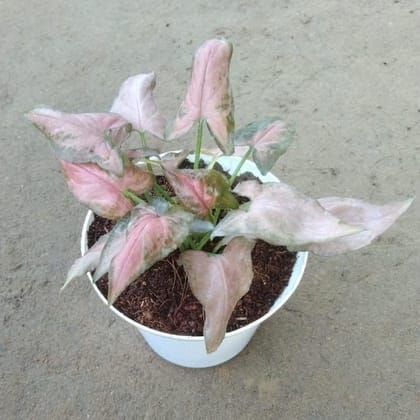 Syngonium Red in 3.5 Inch Glass Shape White Plastic Pot