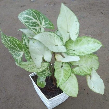 Syngonium Light Green in 4 Inch White Plastic Square Designer Pot