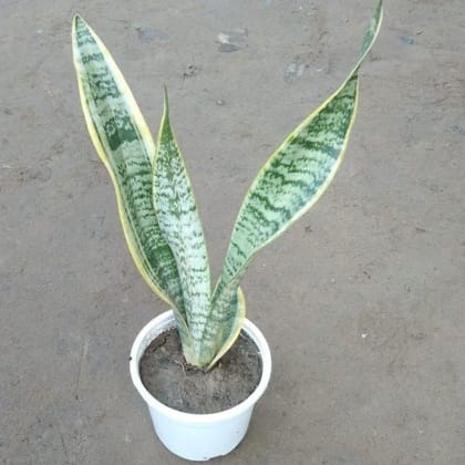 Yellow Snake Plant in 5 Inch White Plastic Pot