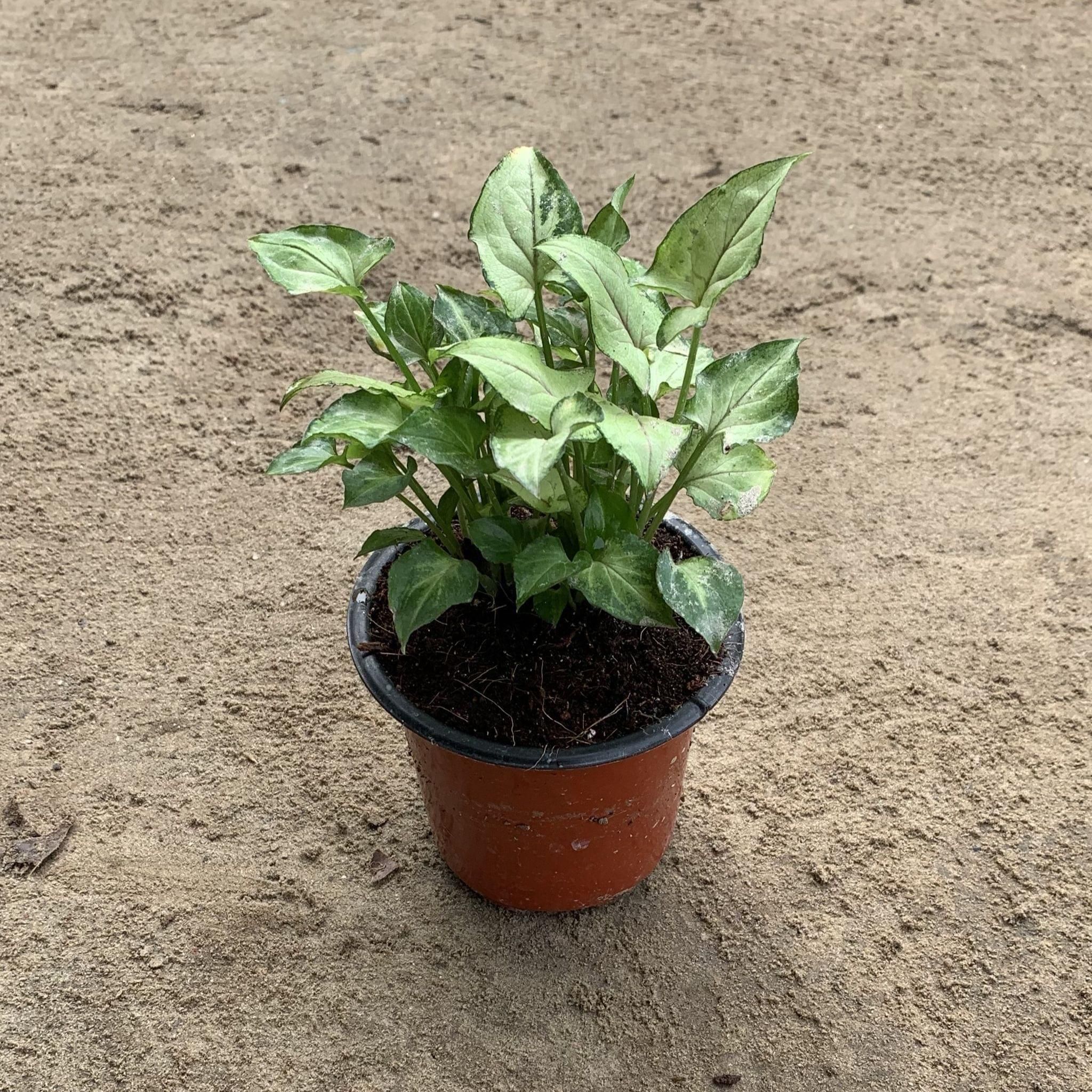 Syngonium Yammi Dwarf in 3.5 Inch Plastic Pot