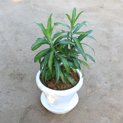 Dracaena Massenger in 8 Inch Classy White Plastic Pot With Plate