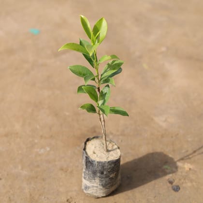 Ficus Panda in 4 Inch Nursery Bag