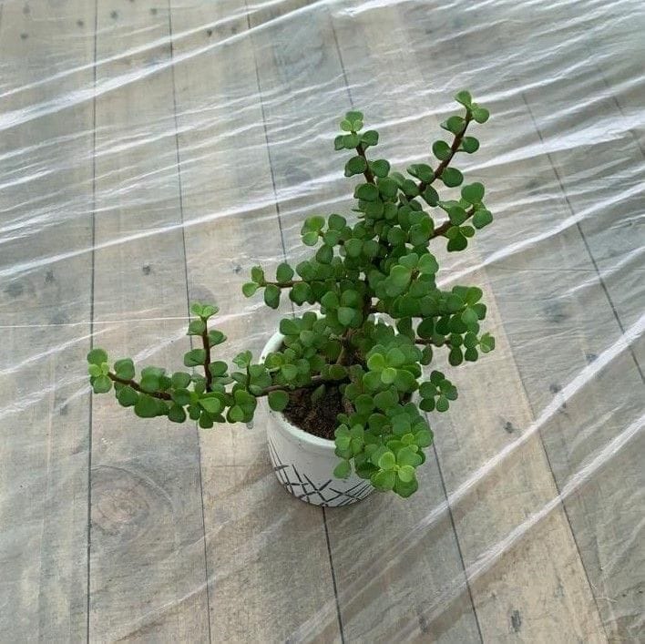 Jade in 4 Inch White Designer Ceramic Pot (design may vary)