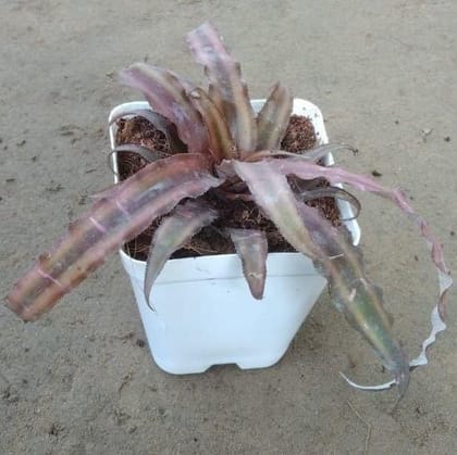 Cryptanthus in 3.5 Inch Square White Plastic Pot