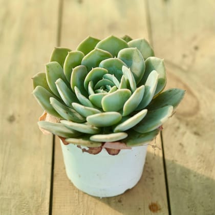 Echeveria Succulent in 3 Inch Plastic Pot