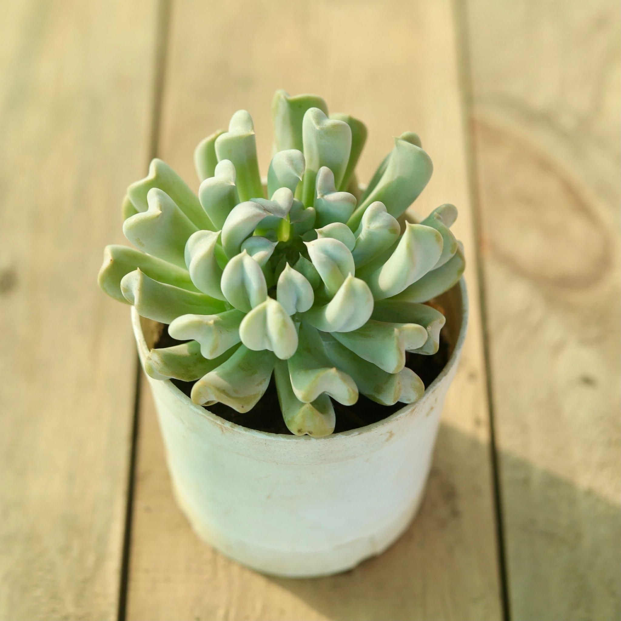 Echeveria Cubic Frost Succulent in 3 Inch Plastic Pot