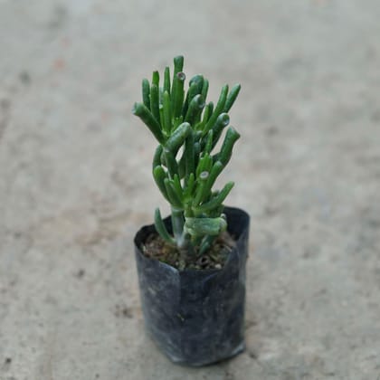 Finger Crassula in 4 Inch Nursery Bag