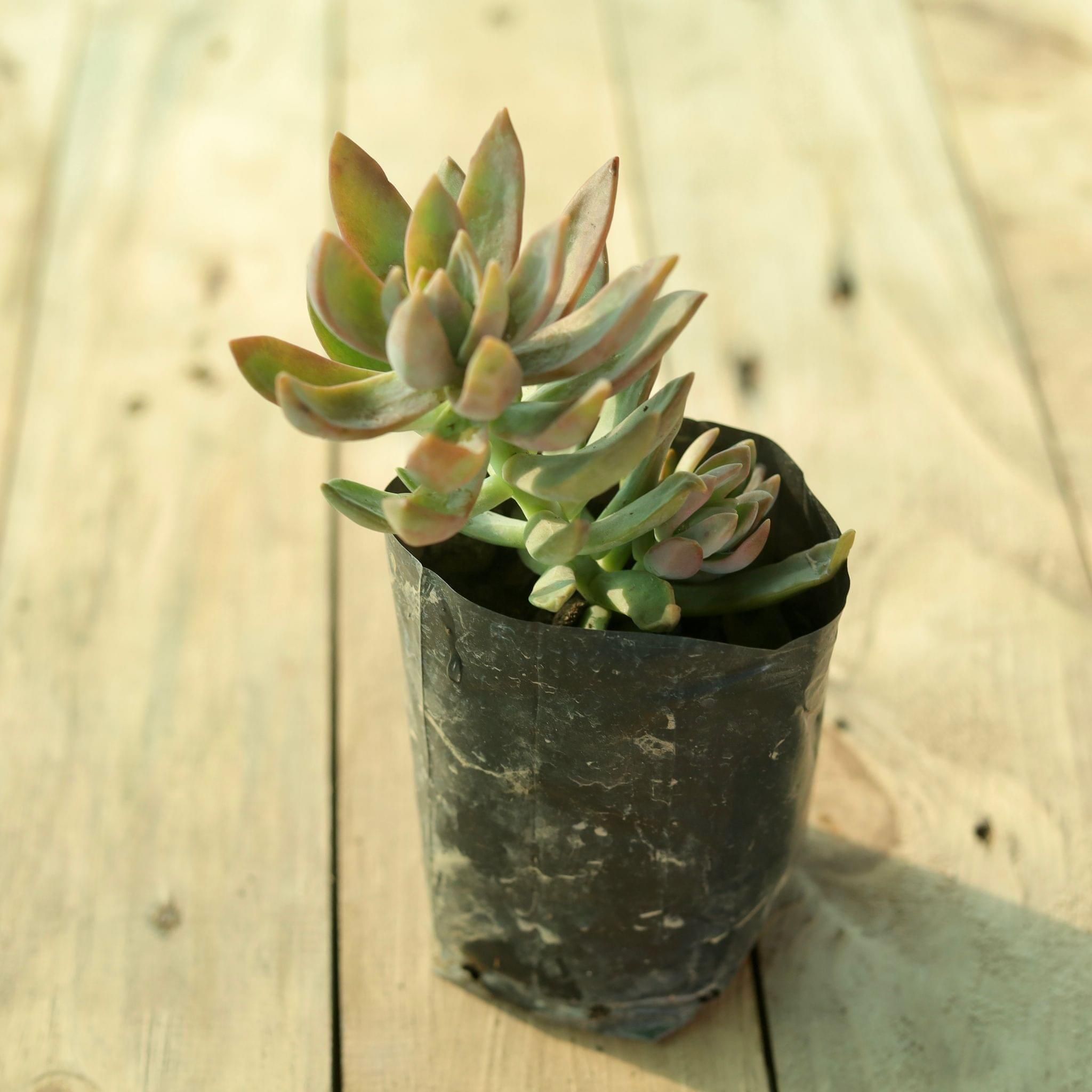 Sedum Adolphii Succulent in 4 Inch Nursery Bag