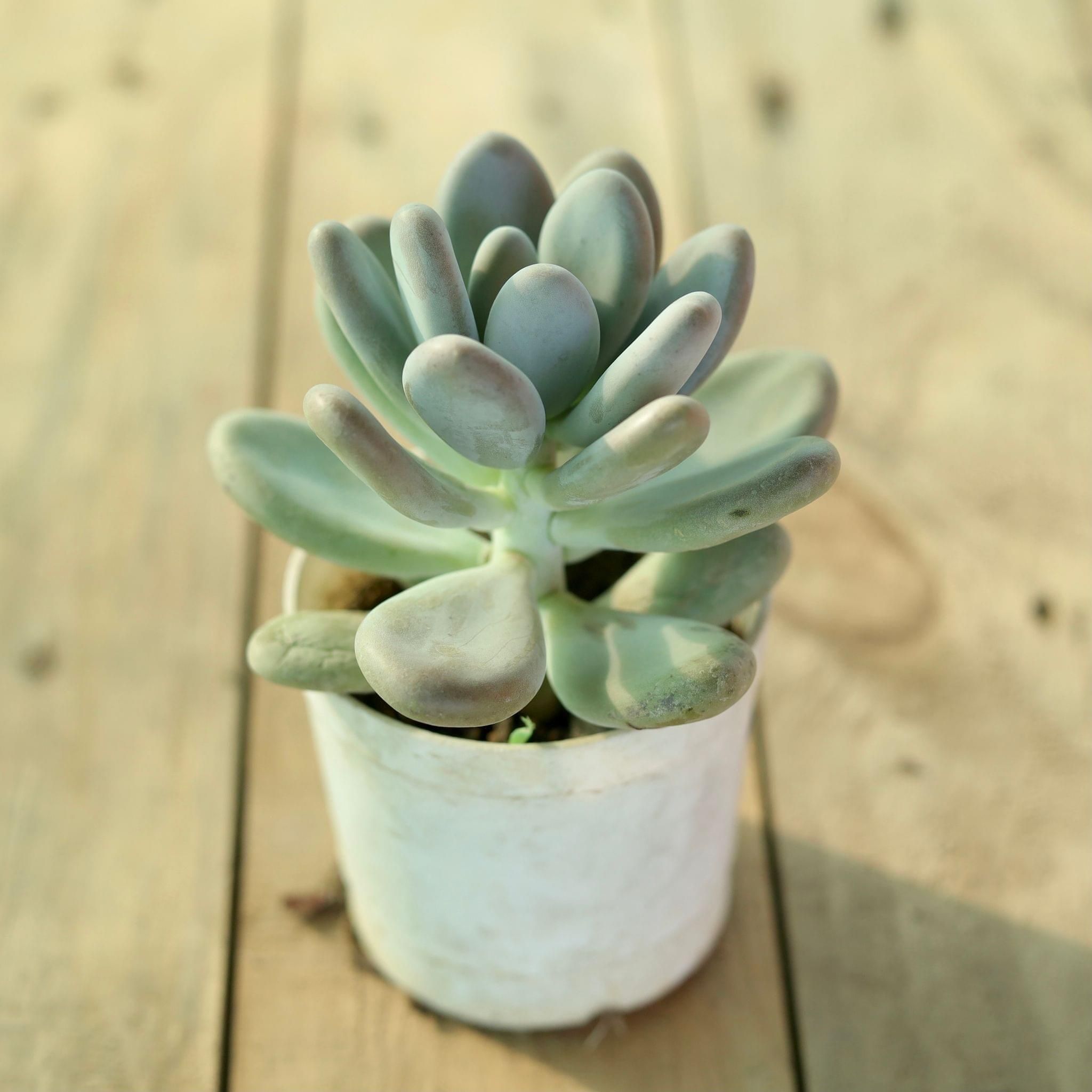 Moonstone Succulent in 3 Inch Plastic Pot