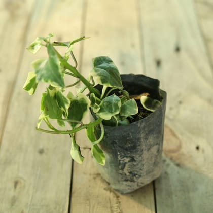 English Ivy in 4 Inch Nursery Bag