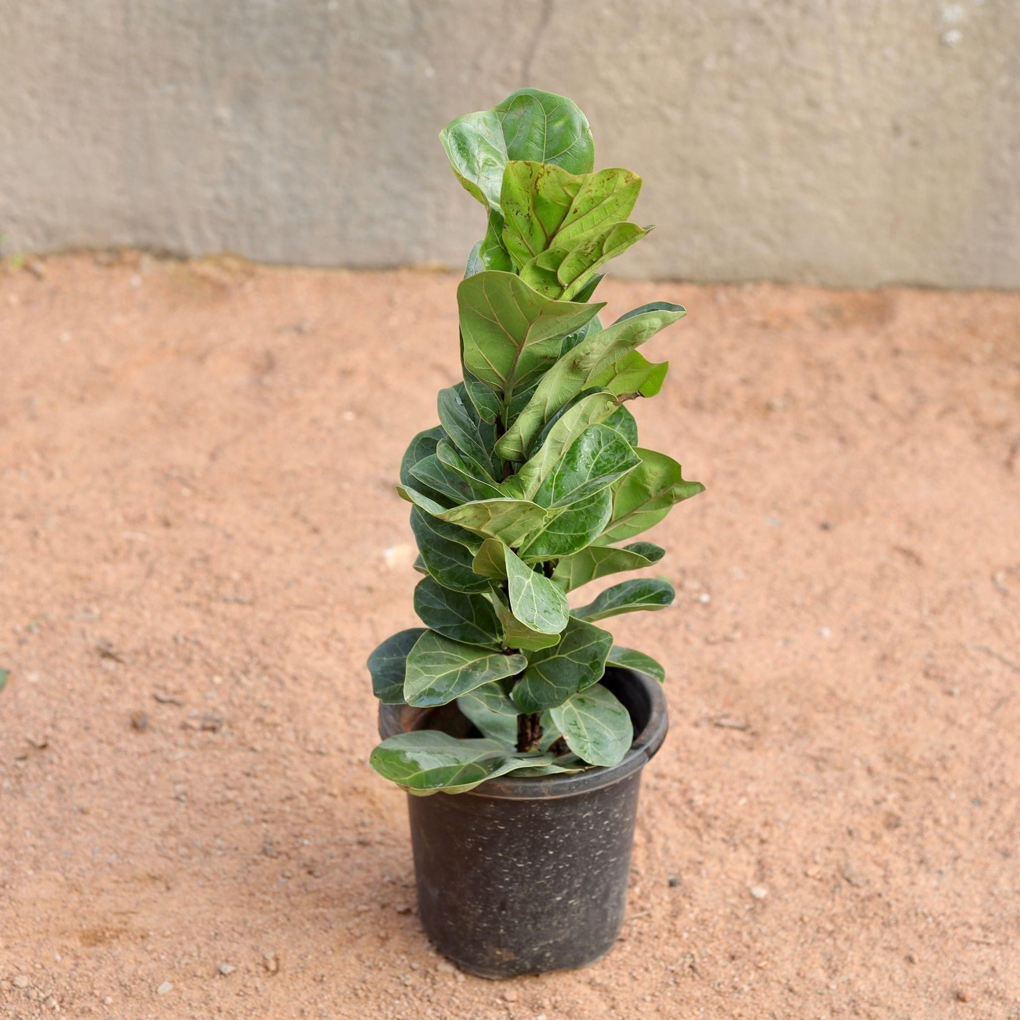 Fiddle Leaf in 12 Inch Nursery Pot