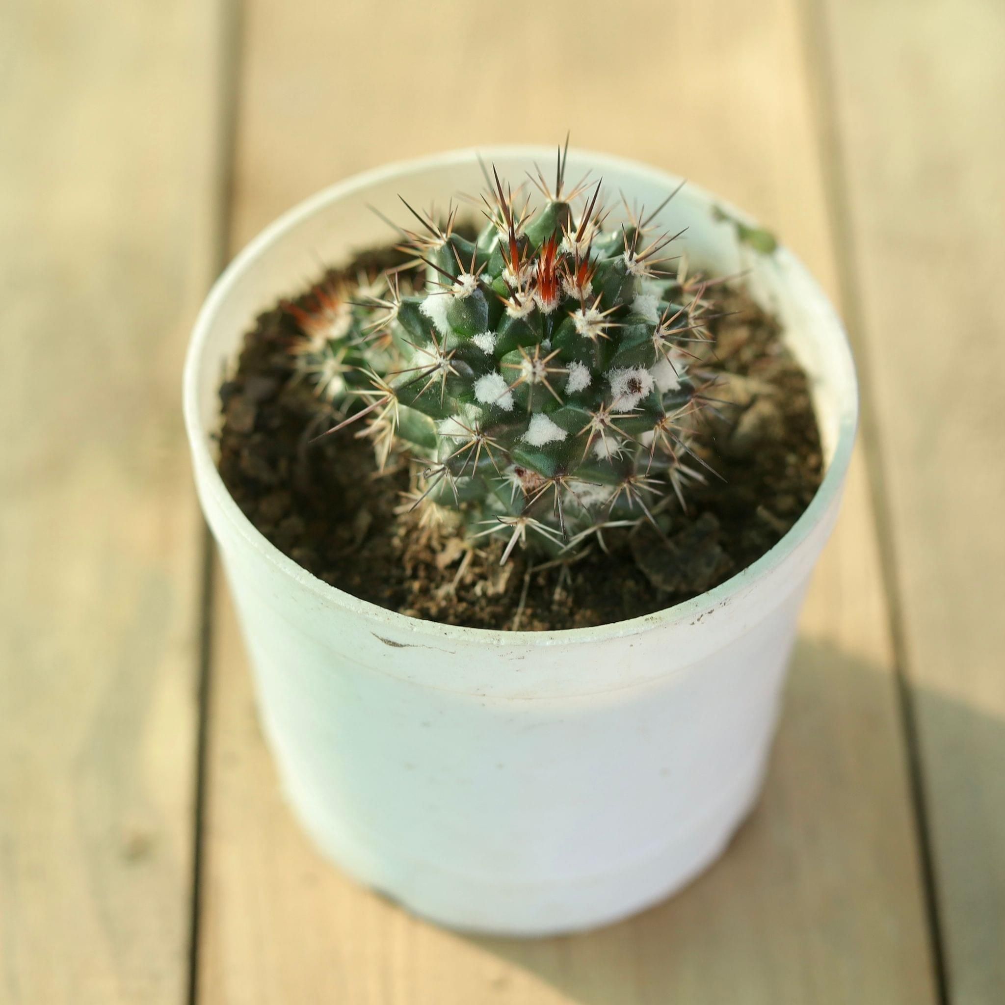 Mammillaria Voburnensis Cactus in 3 Inch Plastic Pot