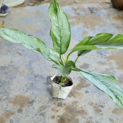 Aglaonema Silver Queen in 4 Inch Nursery Bag