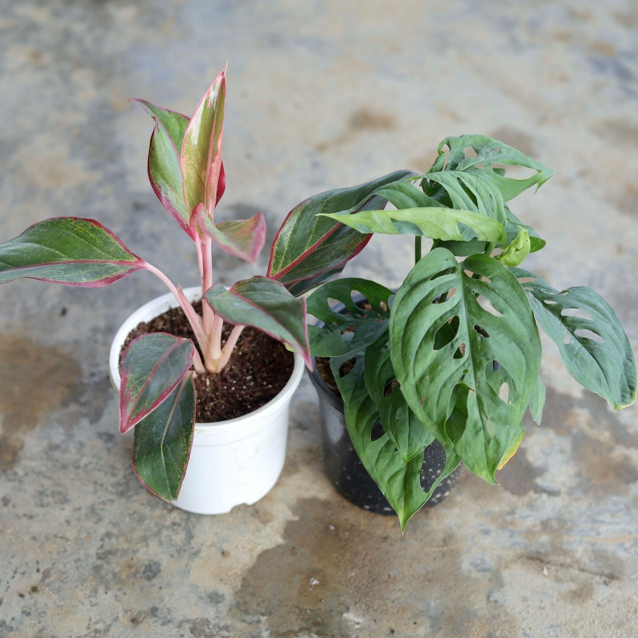 Set of 2 - Aglaonema Pink Lipstick, Broken Heart in 4 Inch Nursery Pot