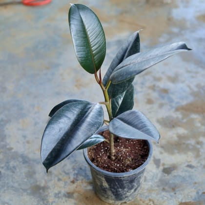 Rubber Plant in 6 Inch Nursery Pot