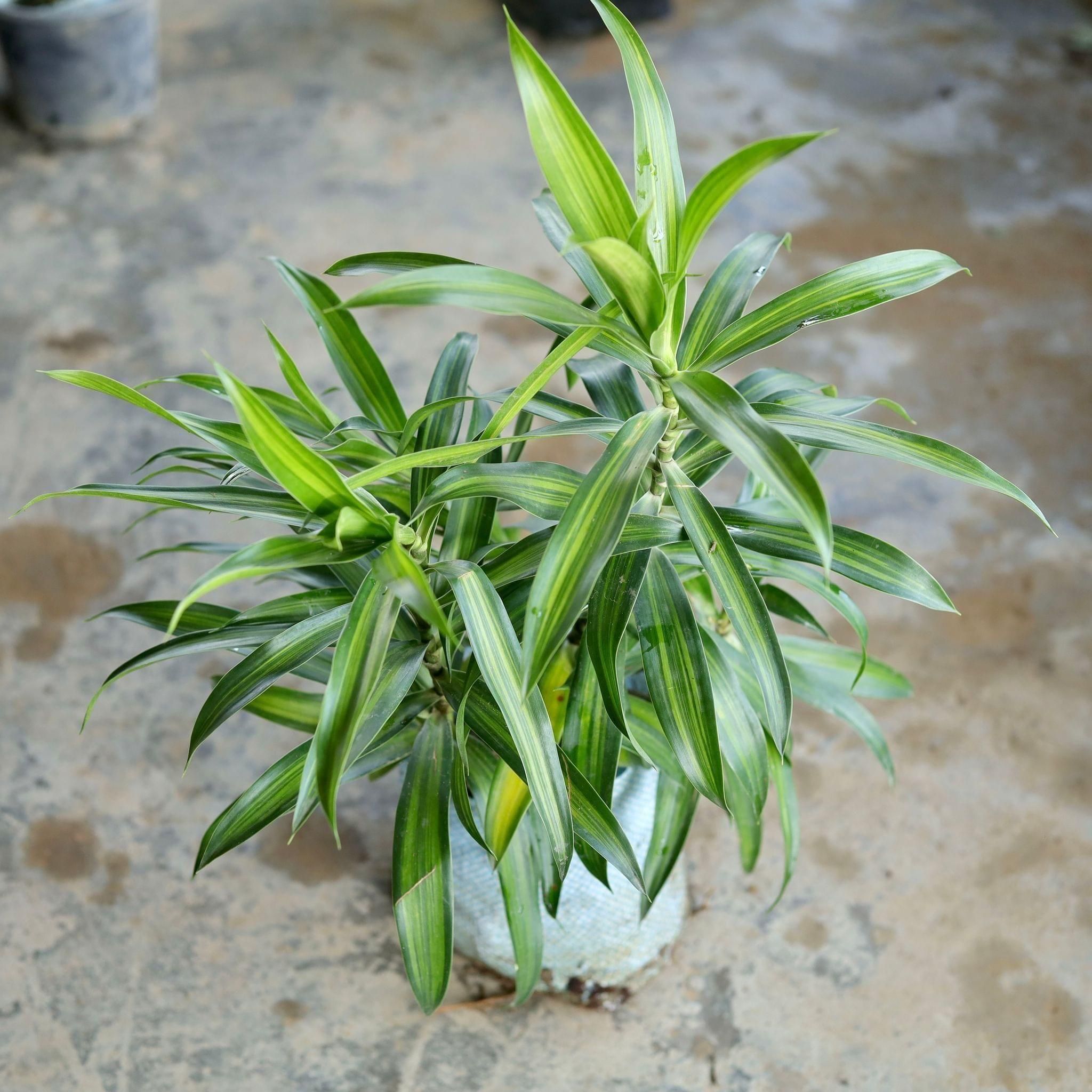 Dracaena Messenger in 6 Inch Nursery Bag