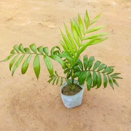 Chamaedorea Palm in 4 Inch Nursery Bag