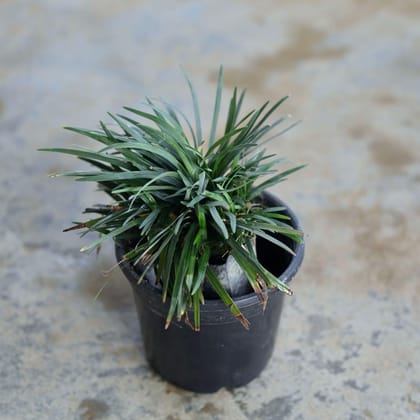 Black Grass in 4 Inch Nursery Pot