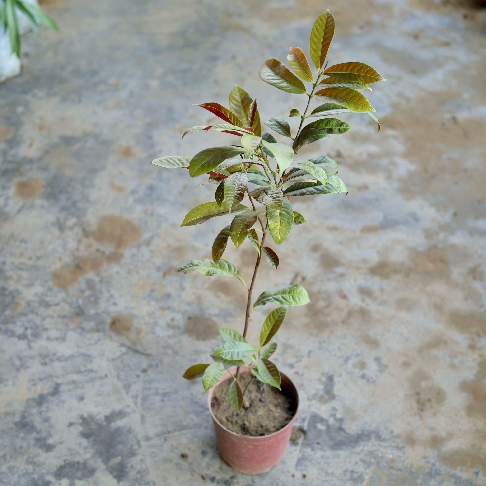 Laila Majnu / Excoecaria Bicolour in 5 Inch Nursery Pot