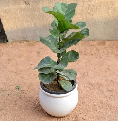 Fiddle Leaf in 10 Inch Matka Ceramic Pot (Any Design, Colour)