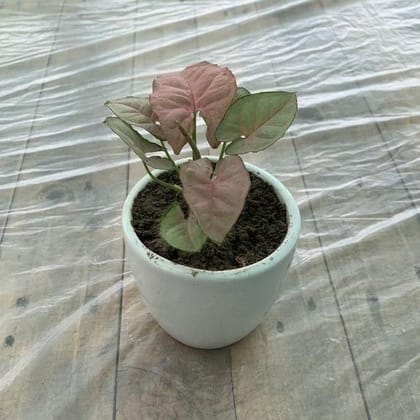 Syngonium Pink in 4 Inch White Ceramic Pot