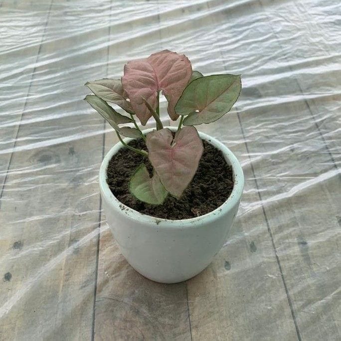 Syngonium Pink in 4 Inch White Ceramic Pot