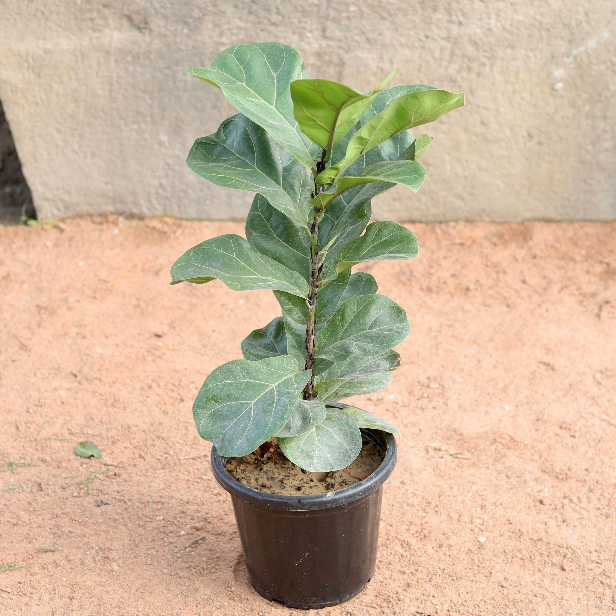 Fiddle Leaf in 10 Inch Nursery Pot