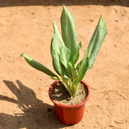 Aglaonema Silver Queen in 8 Inch Red Nursery Pot