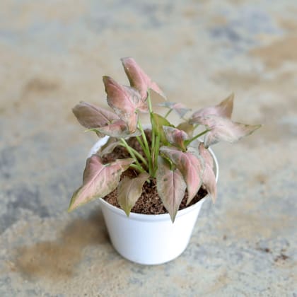 Syngonium Red in 4 Inch White Plastic Pot