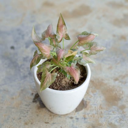 Syngonium Red in 4 Inch Ceramic Pot (Any Design,Colour)