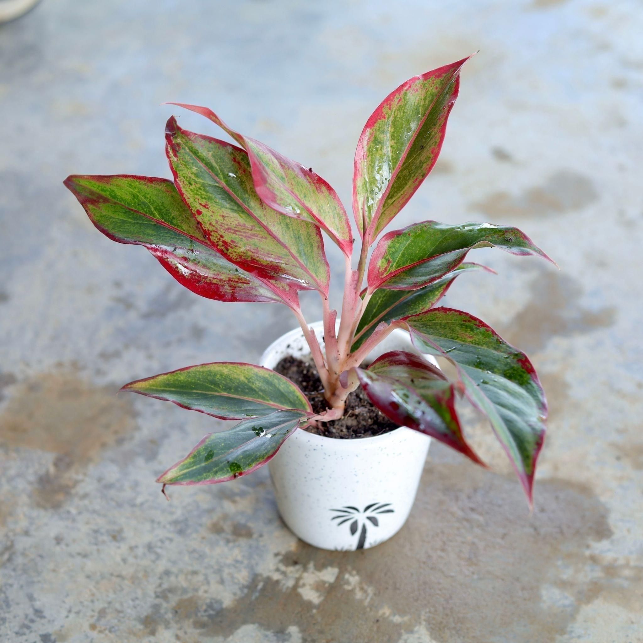 Aglaonema Pink Lipstick in 4 Inch Ceramic Pot (Any Design,Colour)