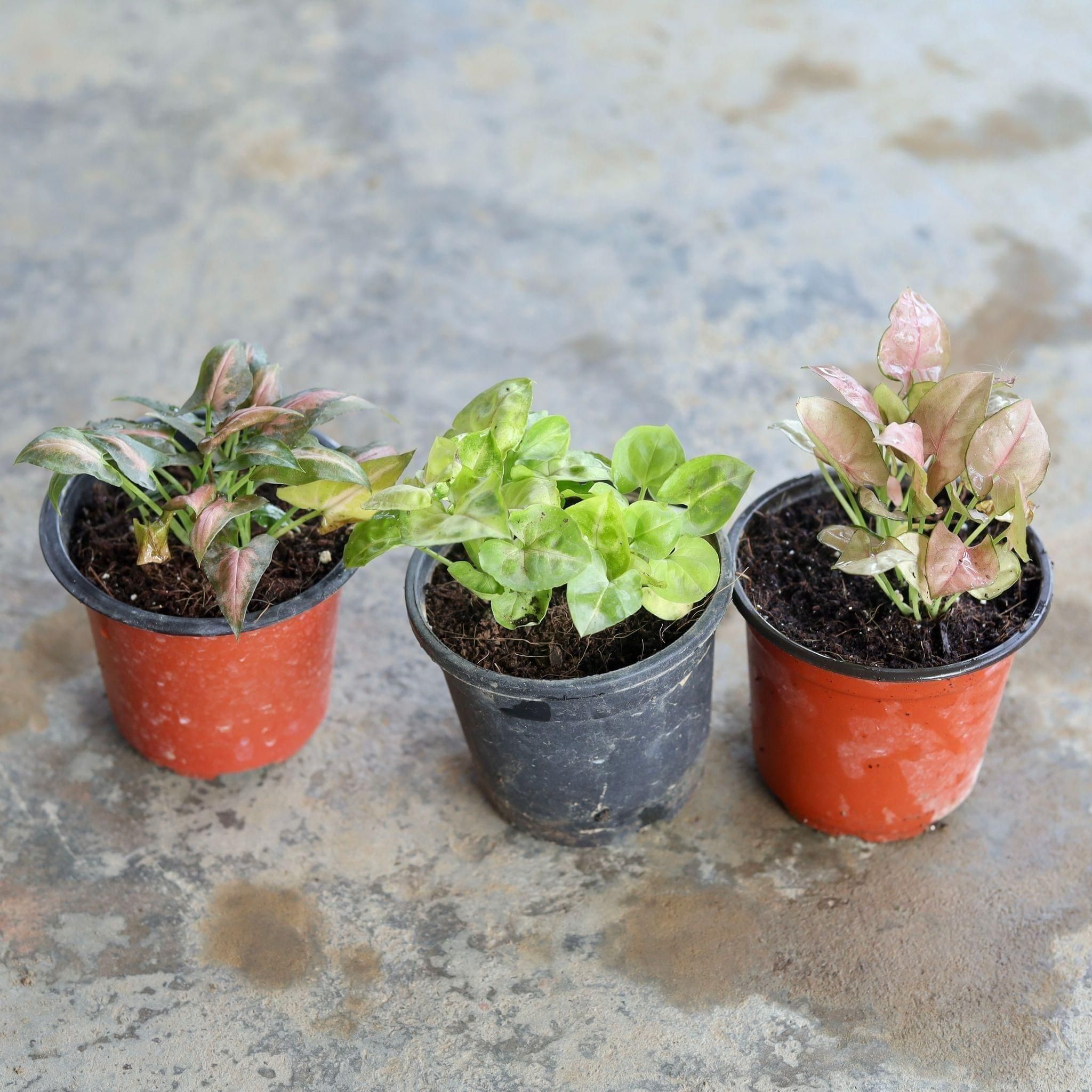 Set of 3 - Syngonium (Red, Yellow Dwarf, Pink) in 4 Inch Nursery Pot