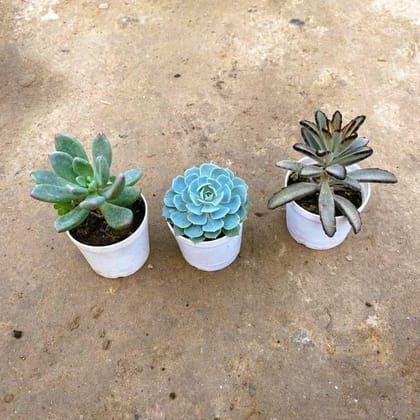 Set of 3 - Kalanchoe Tomentosa, Echeveria Blue & Echeveria Succulent  in 3 Inch Nursery Pot