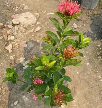 Ixora Pink in 8 Inch Nursery Bag