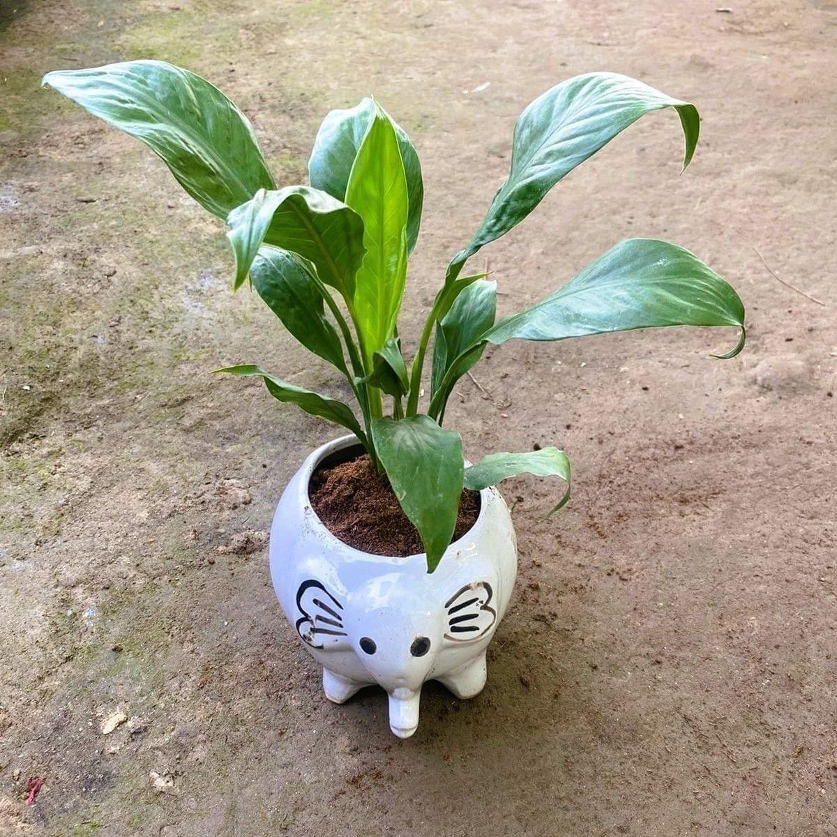 Peace Lily in 6 Inch Elephant Designer Ceramic Pot